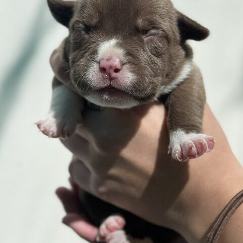 Choc puppy girl Bullymon