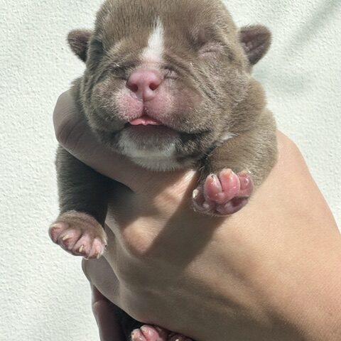 Mini Choc puppy girl Bullymon